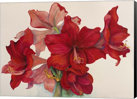 Framed Holiday Amaryllis Print