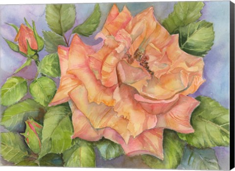 Framed Peach Blush Rose Print