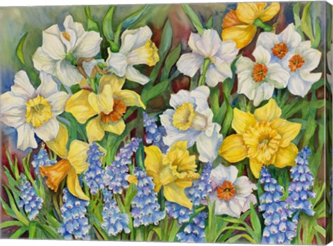 Framed Daffodils And Grape Hyacinths Print