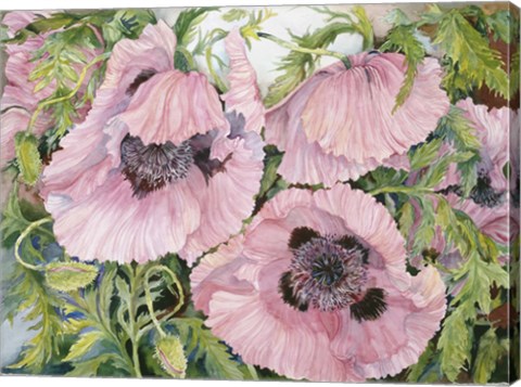Framed Pink Poppies Print