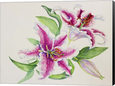 Framed Study Of Lilies Print