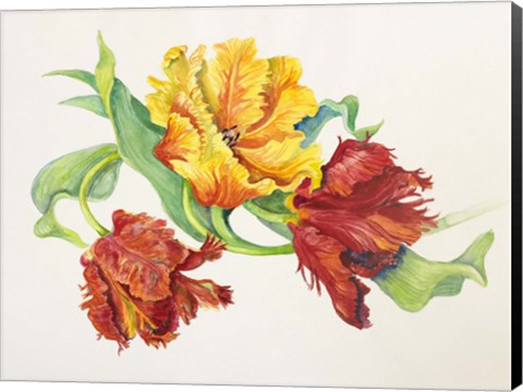 Framed Twining Tulips Print