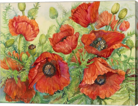 Framed Poppies at their Peak Print
