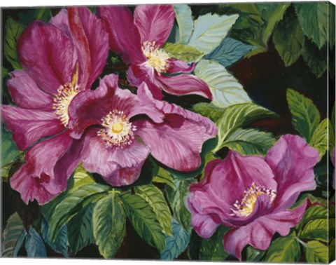 Framed Wild Red Roses Print