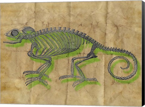 Framed Chameleon III Print