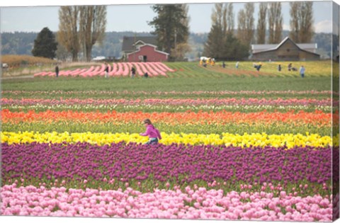 Framed Tulip Farm, Washington Print