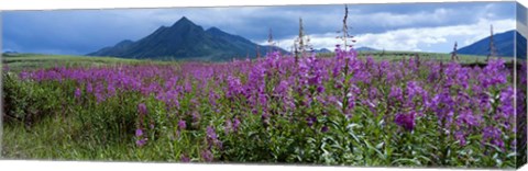 Framed Blooming Fireweed in Ogilvie Mountains Print