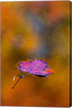 Framed Quebec Autumn Leaf on Pond Print