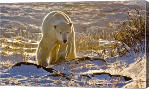 Framed Churchchill Polar Bear Print