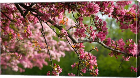 Framed Cherry Blossoms Print