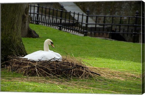 Framed Belgium, Nesting Swans Print