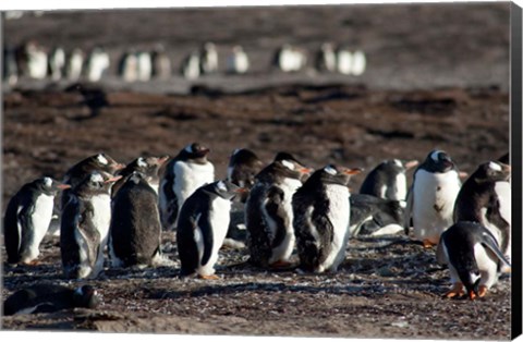 Framed Falklands, Saunders Island, Print