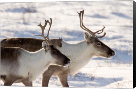 Framed Caribou in Canada Print