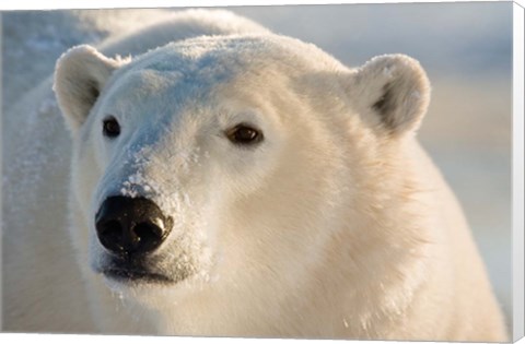 Framed Canada, Manitoba, Hudson Bay, Churchill Polar bear Print