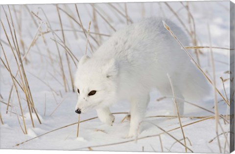 Framed Churchill Arctic Fox Print