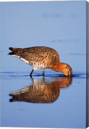 Framed Black-Tailed Godwit Bird Print