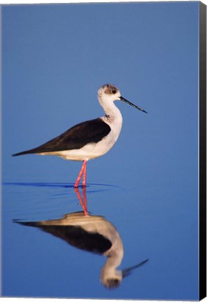 Framed Black-Winged Stilt Bird Print