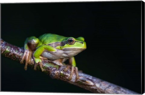 Framed Tree Frog in Lake Neusiedl Print