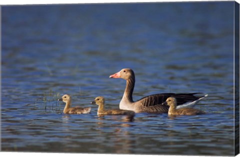 Framed Greylag Goose Print