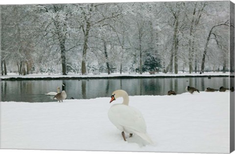 Framed Chateau de Vizille Park, Swan Lake Print