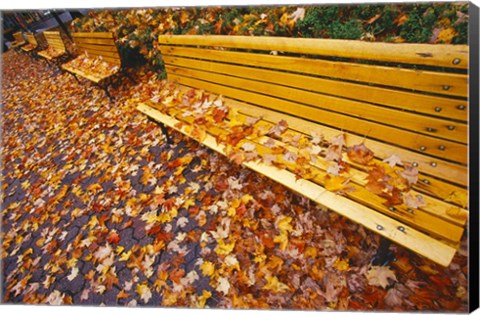 Framed Quebec City Park Bench in Fall Print