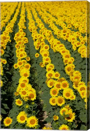 Framed Sunflowers, Provence, France Print