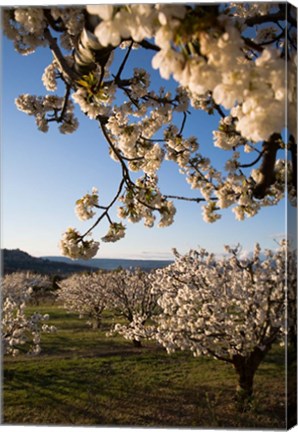 Framed Cherry Blossoms in France Print