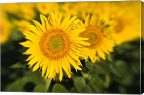 Framed Sunflower Field in France, Provence Print