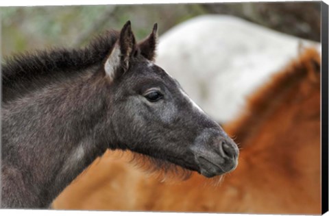 Framed Camargue Horse Foal Print