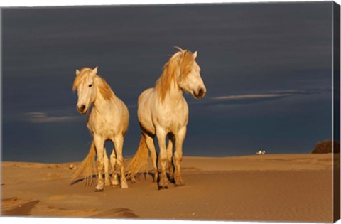 Framed Camargue Horse on Beach at Sunrise Print