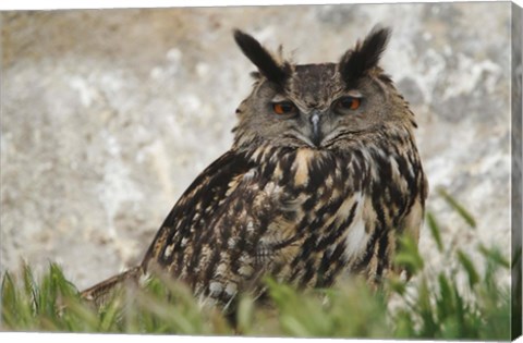 Framed Eagle Owl, France Print