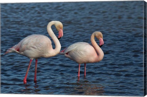 Framed Greater Flamingo bird, Camargue, France Print