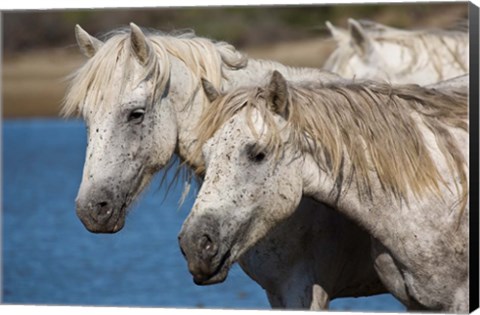 Framed Camargue Horses Run through Water Print