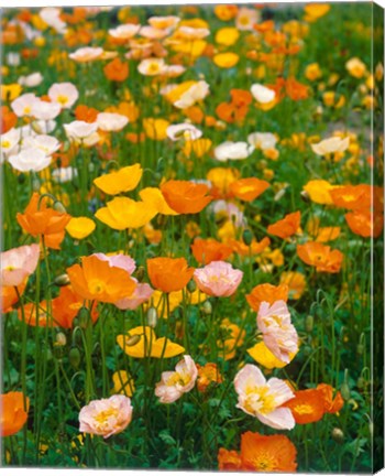 Framed Poppies, France Print