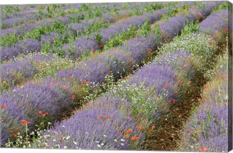 Framed Rows of Lavender in France Print