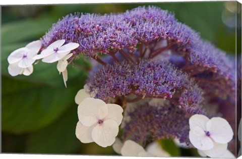 Framed Hydrangea Bloom at Dr Sun Yat-Sen Chinese Garden Print