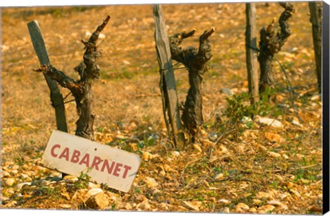 Framed La Truffe de Ventoux, Provence, France Print