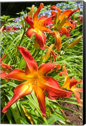 Framed Nova Scotia, Annapolis Royal Gardens Print