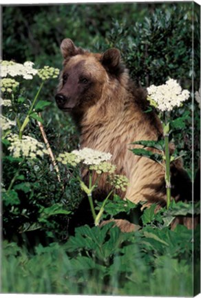 Framed Grizzly Bear in Canada Print