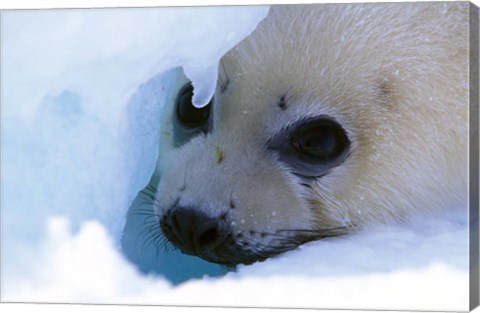 Framed Seal Pup on Gulf of St. Lawrence Print