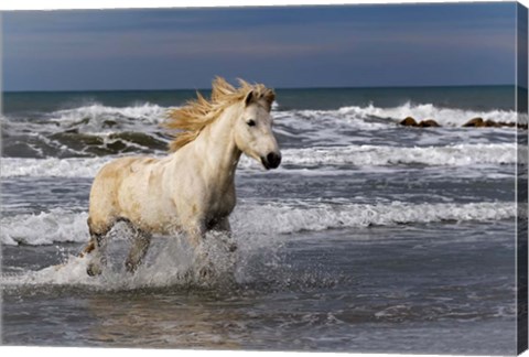 Framed Camargue Horse in the Surf Print