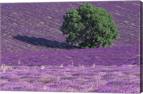 Framed Lavender Fields, France Print