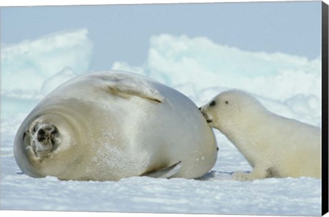 Framed Harp Seal on Magdalen Island Print