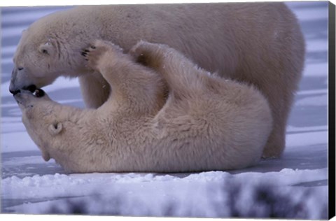 Framed Polar Bears in Canada Print