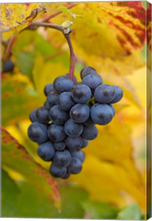 Framed Beaujolais Red Grapes in Autumn Print