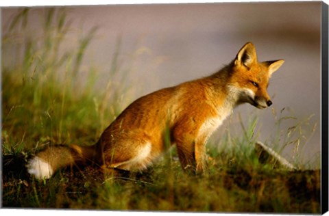 Framed Red Fox Cub Print