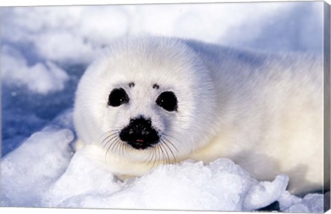 Framed Harp Seal Pup at Gulf of St Lawrence Print