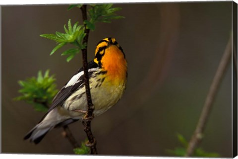 Framed Male Blackburnian Warbler Print