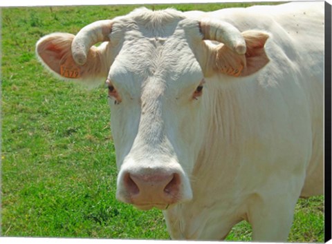 Framed Charolais Cow Print