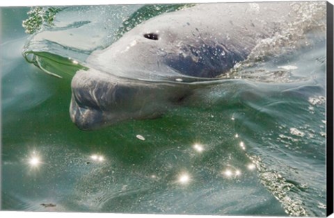 Framed Beluga Whale in Canada Print